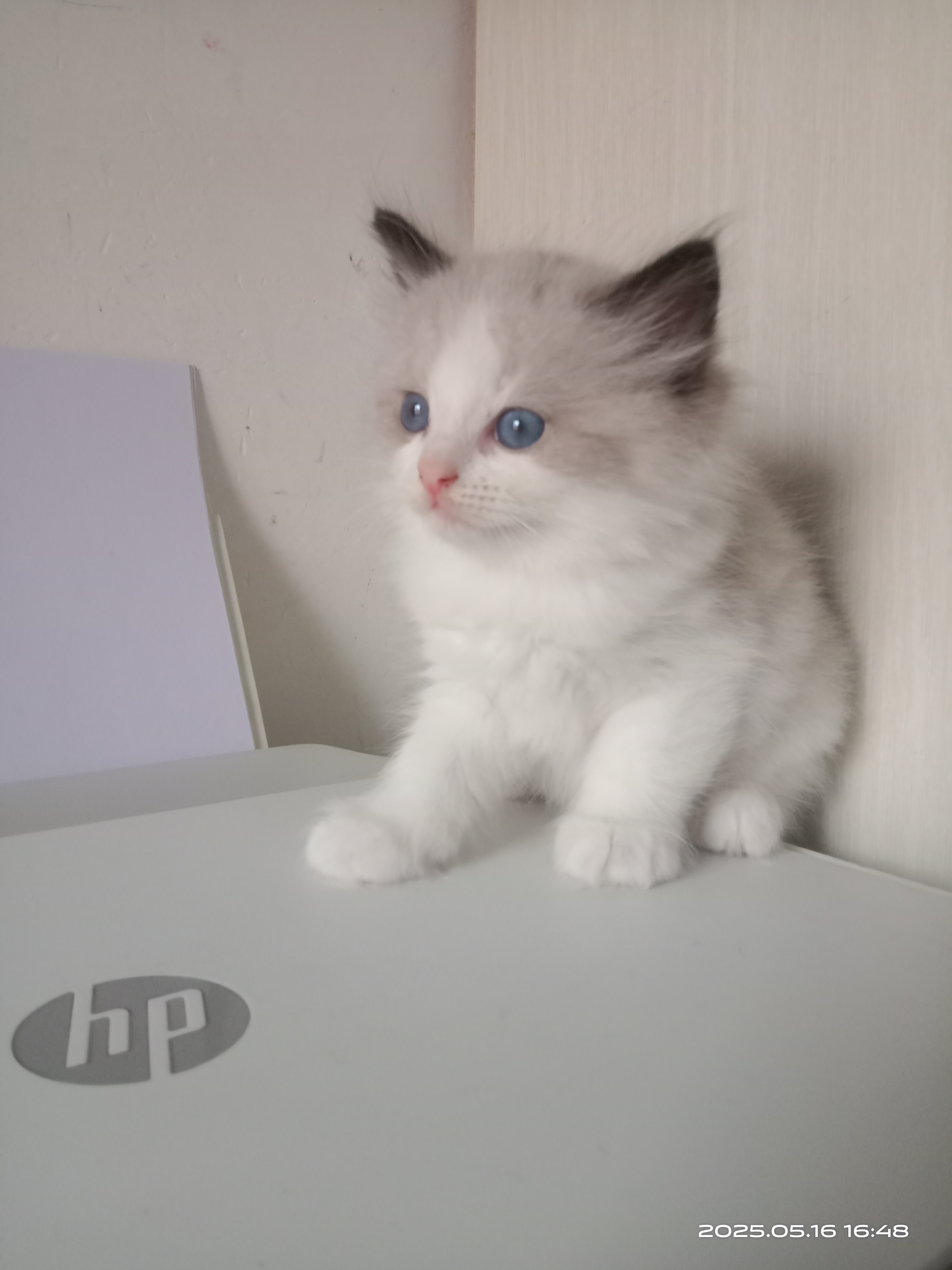 有几只海双布偶猫出售，即将两个月，活泼可爱，会用猫砂，会吃猫粮，预定从速